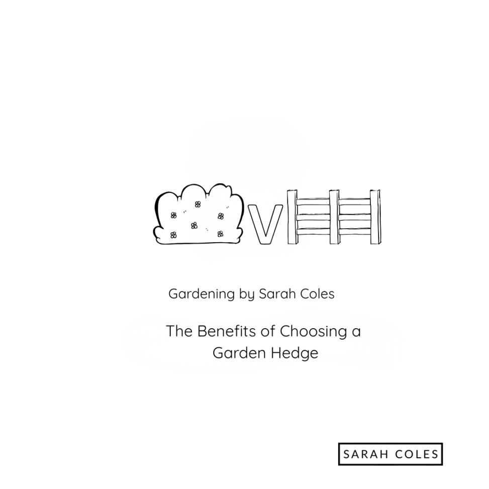 The Benefits of Choosing a Garden Hedge. Gardening by Sarah Coles. Outline of Hedge v Fence.