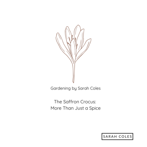 Saffron Crocus: How to Grow the World’s Most Precious Spice. Gardening by Sarah Coles. Outline Image of Crocus.
