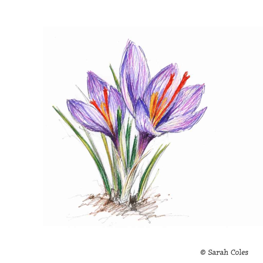 Saffron Crocus.  Crocus Sativus.  Colourful Sketch. © Sarah Coles