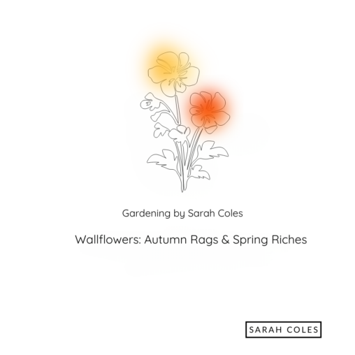 Wallflowers: Autumn Rags & Spring Riches. Outline of Wallflowers with orange and yellow blur. Gardening by Sarah Coles