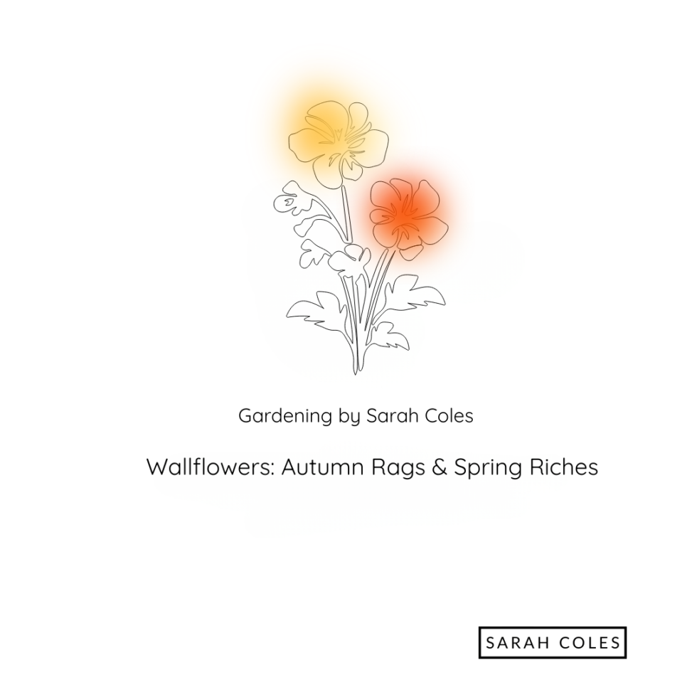 Wallflowers: Autumn Rags & Spring Riches. Outline of Wallflowers with orange and yellow blur. Gardening by Sarah Coles