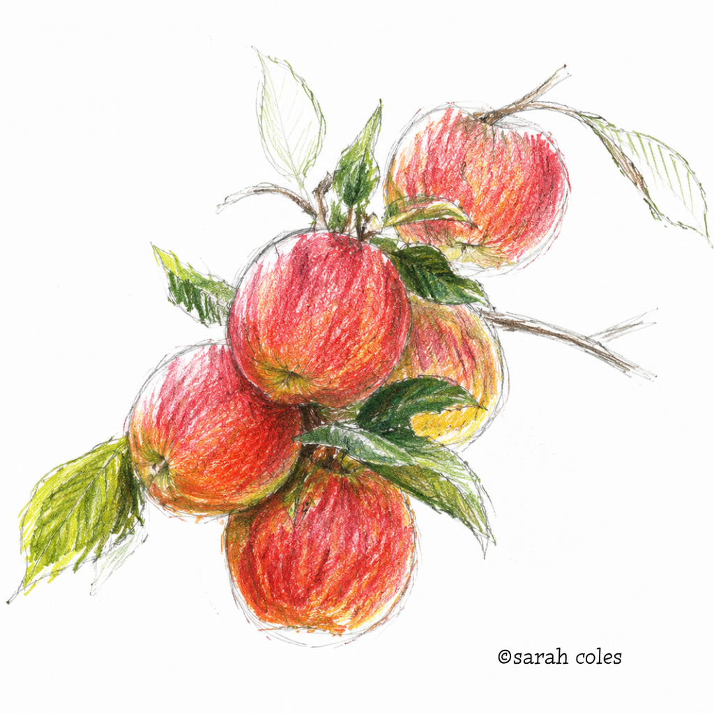 Colourful Sketch of Apples.