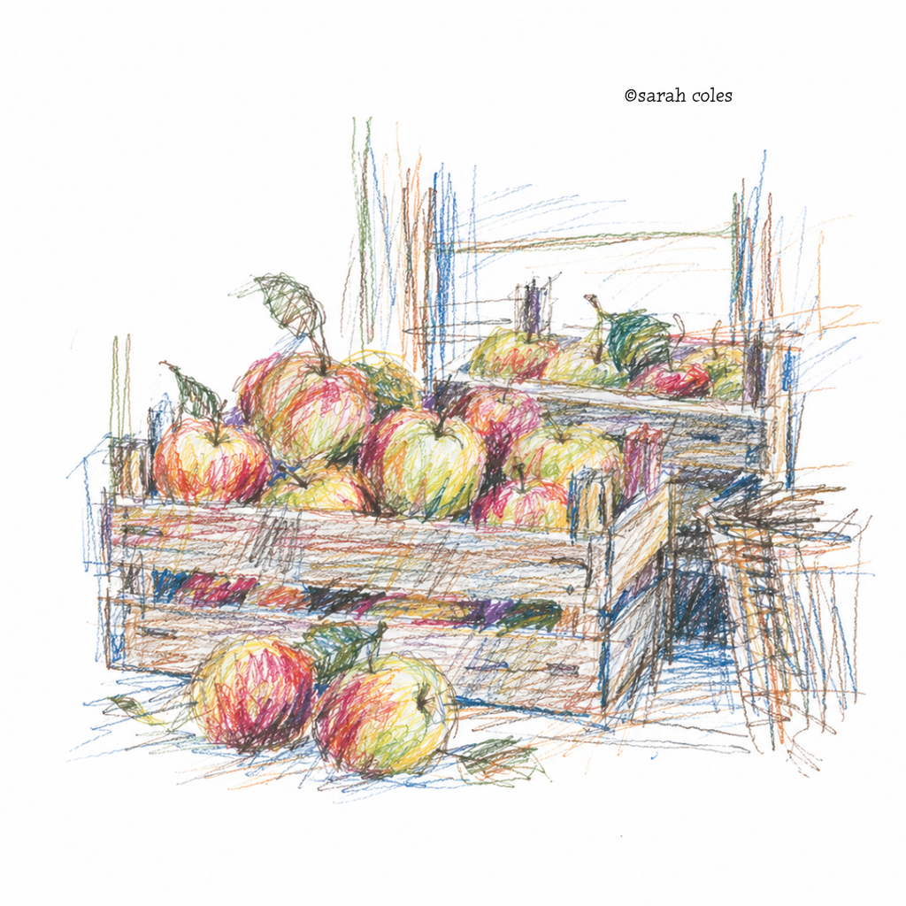 Colourful Sketch of Apples in a Crate.
© Sarah Coles