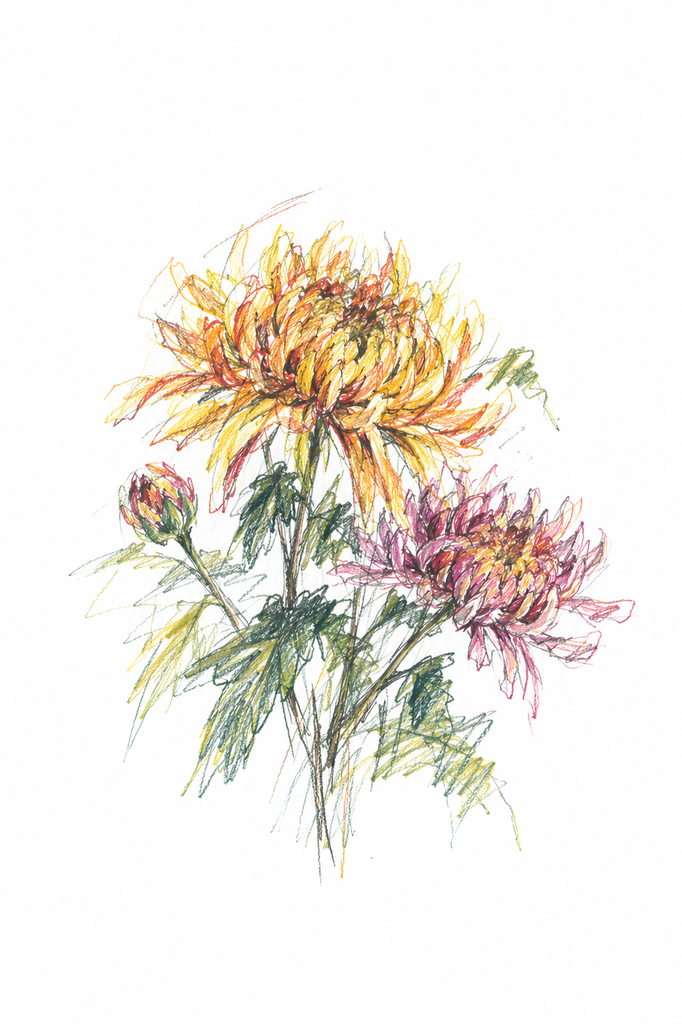 chrysanthemum sketch
