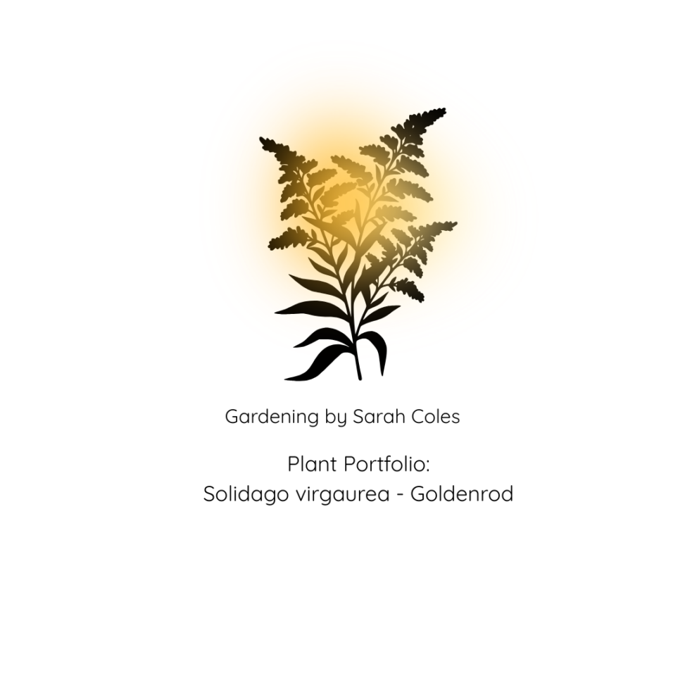 Image: Outline of Goldenrod with Golden Blur Colour. Gardening by Sarah Coles. Plant Portfolio: Solidago virgaurea - Goldenrod