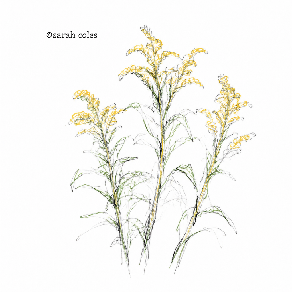 Colouring Pencil Sketch.
Goldenrod - Solidago virgaurea
© Sarah Coles