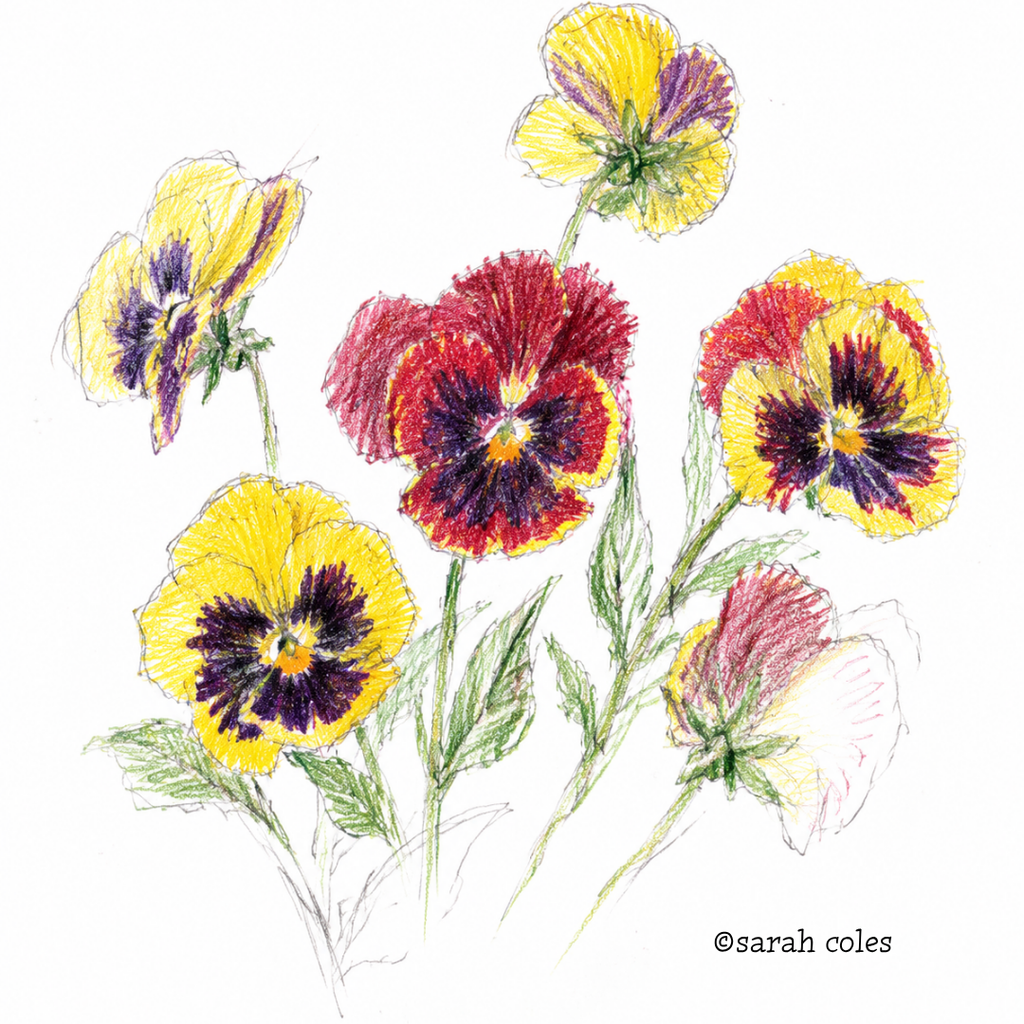 Colouring Pencil Sketch of Pansies. 
© Sarah Coles