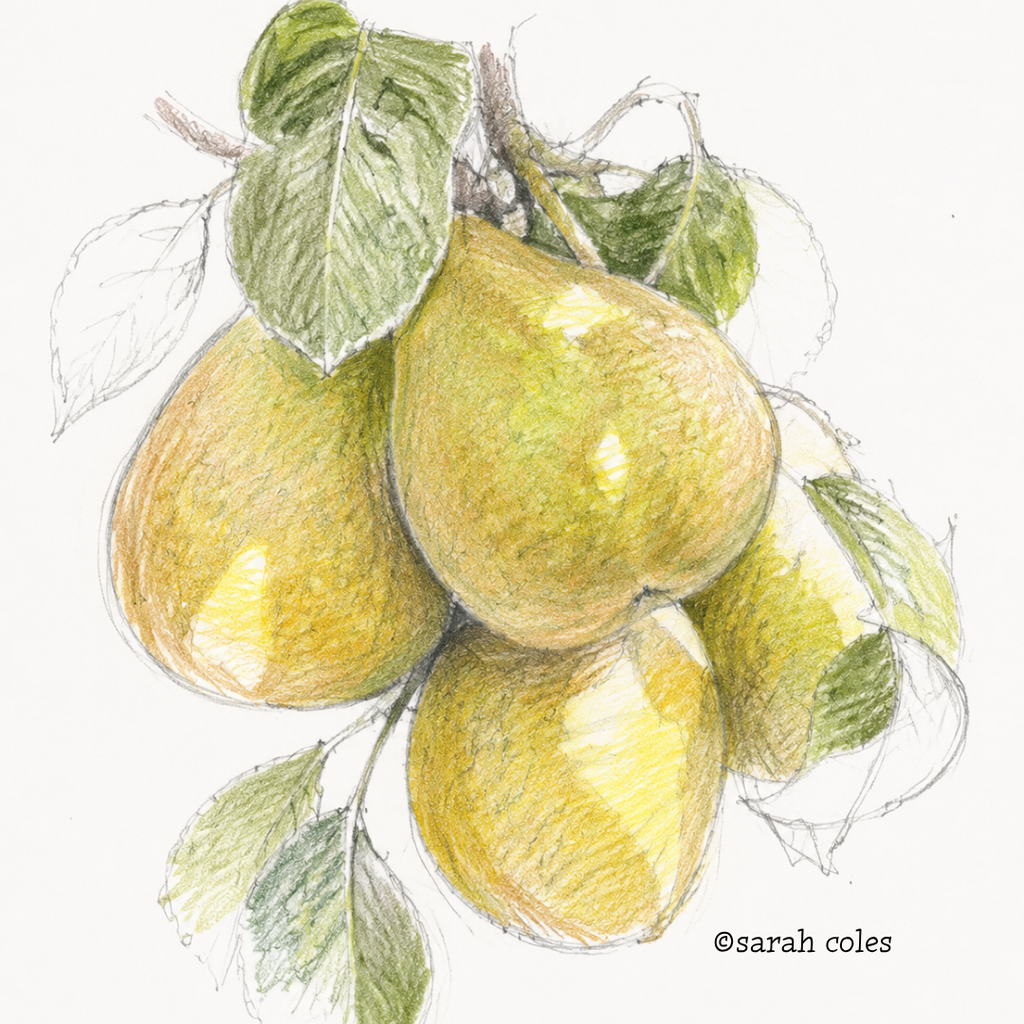 Colouring Pencil Sketch of Pears.