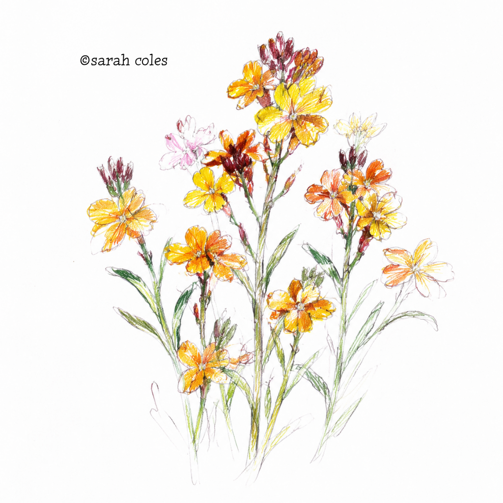 Colouring Pencil Sketch of Wallflowers in Bright Orange, Deep Red and Yellow.  © Sarah Coles