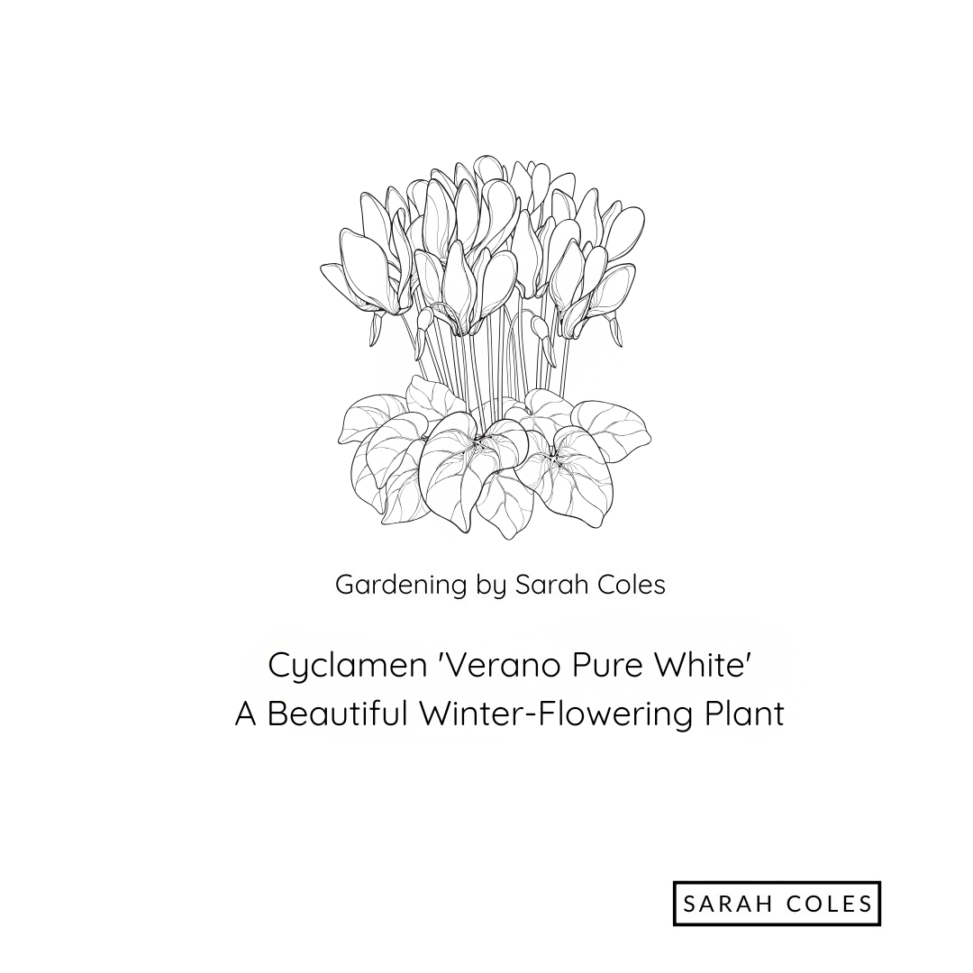 A Beautiful Winter-Flowering Plant - Cyclamen 'Verano Pure White'