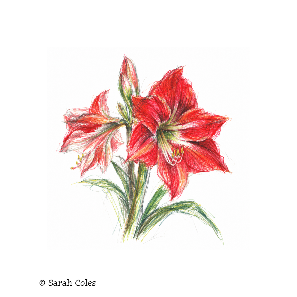 Colourful Sketch of Amaryllis. © Sarah Coles