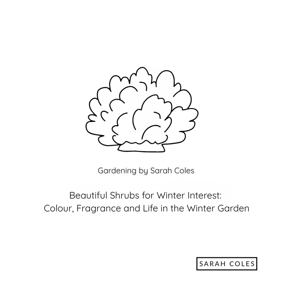 Beautiful Shrubs for Winter Interest: Colour, Fragrance and Life in the Winter Garden.