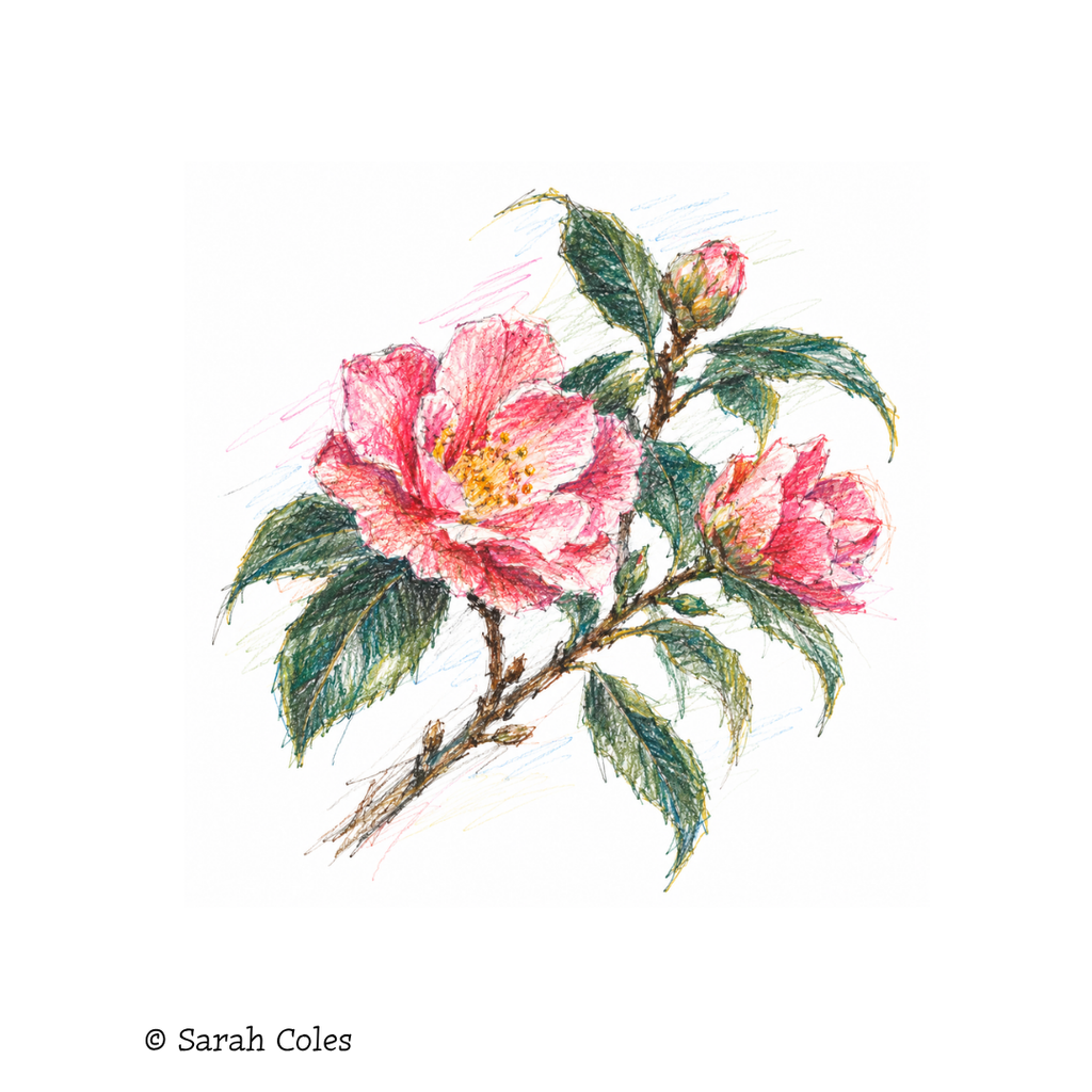Camellia japonica: A Beautiful Evergreen Shrub for Winter & Spring Colour