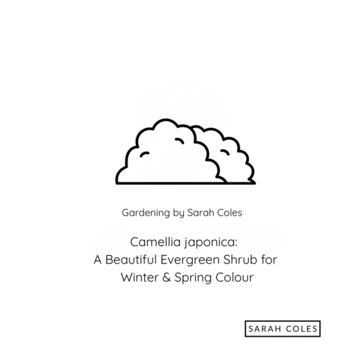 Camellia japonica: A Beautiful Evergreen Shrub for Winter & Spring Colour