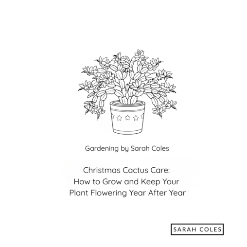 Christmas Cactus Care. How to Grow and Care for them