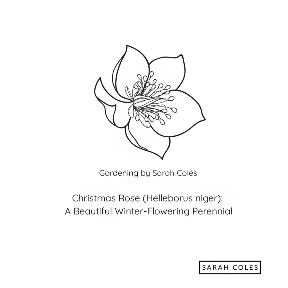Christmas Rose (Helleborus niger): A Beautiful Winter-Flowering Perennial