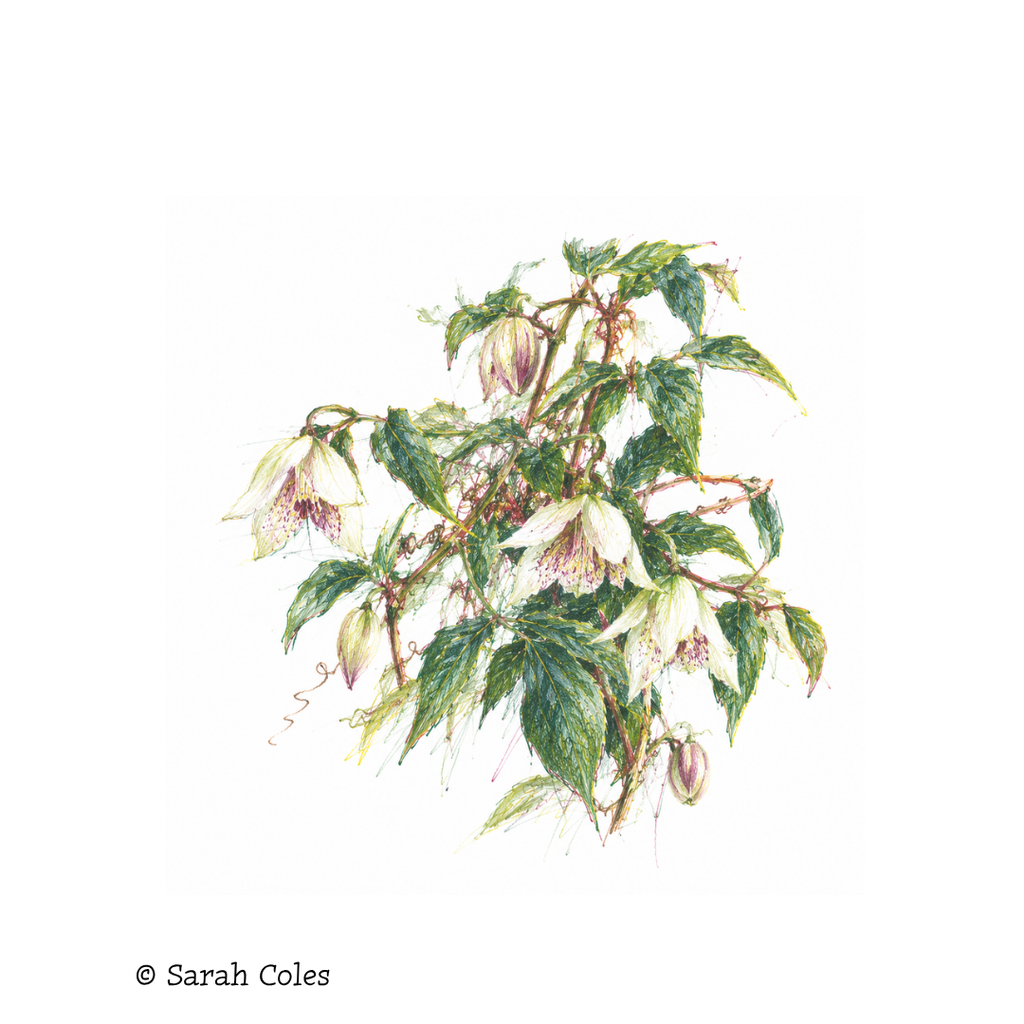 Clematis 'Winter Beauty': A Beautiful Evergreen Climber for the Winter Garden. Colour Sketch. © Sarah Coles