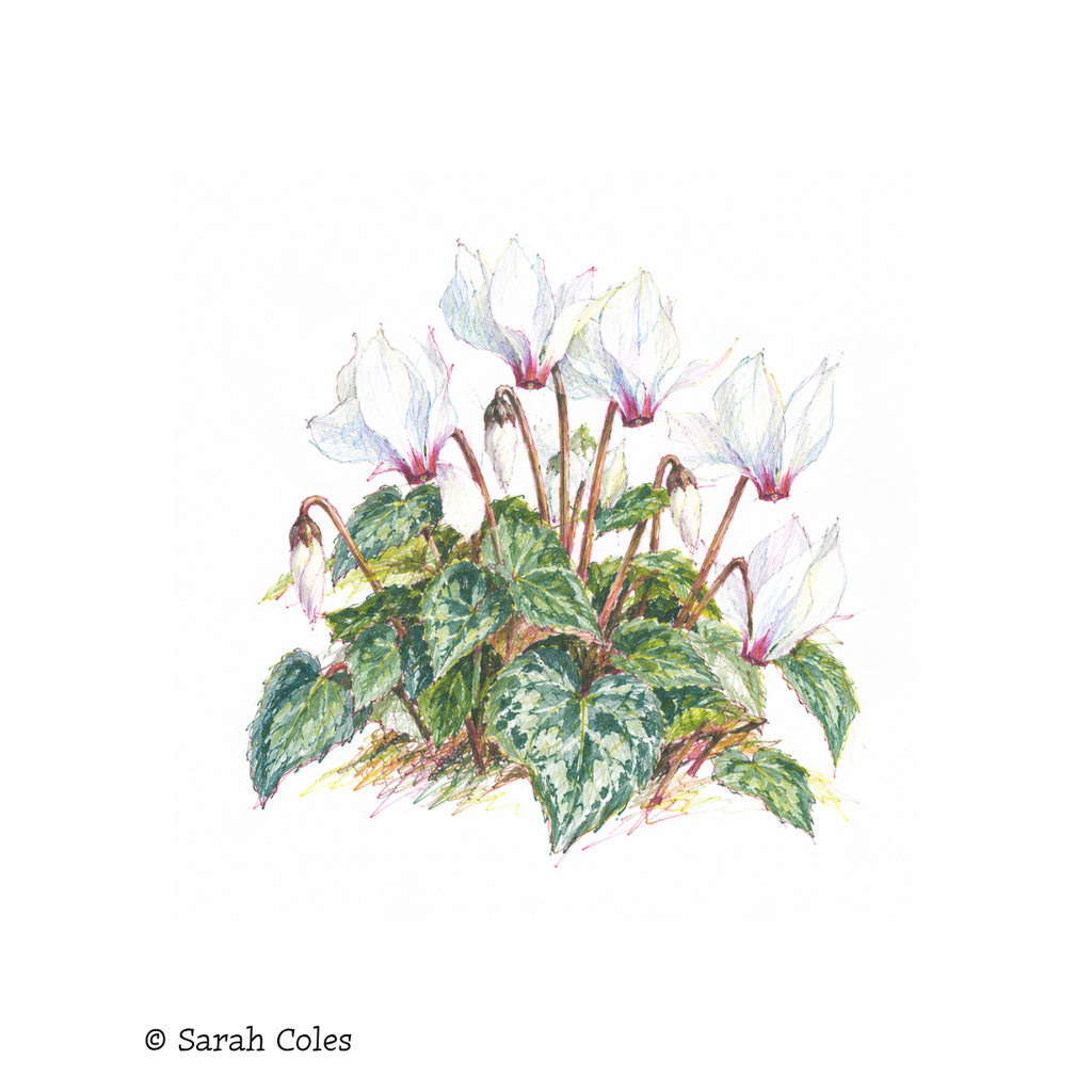 Cyclamen 'Verano Pure White'
Colouring Pencil Sketch
