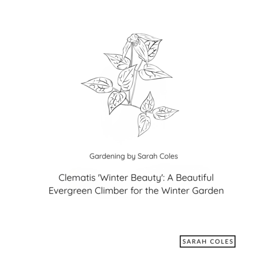 Clematis 'Winter Beauty': A Beautiful Evergreen Climber for the Winter Garden