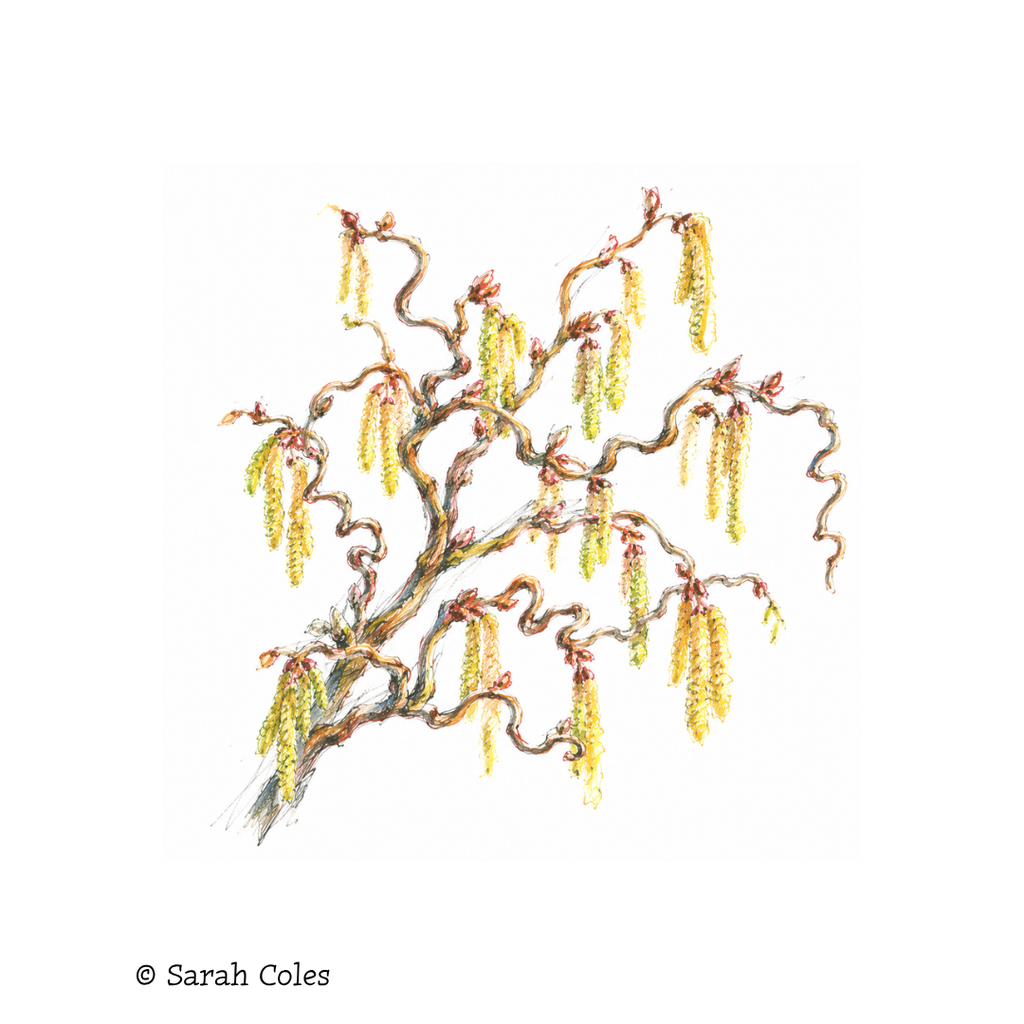 Corylus avellana 'Contorta' – Corkscrew Hazel. Colourful Sketch.