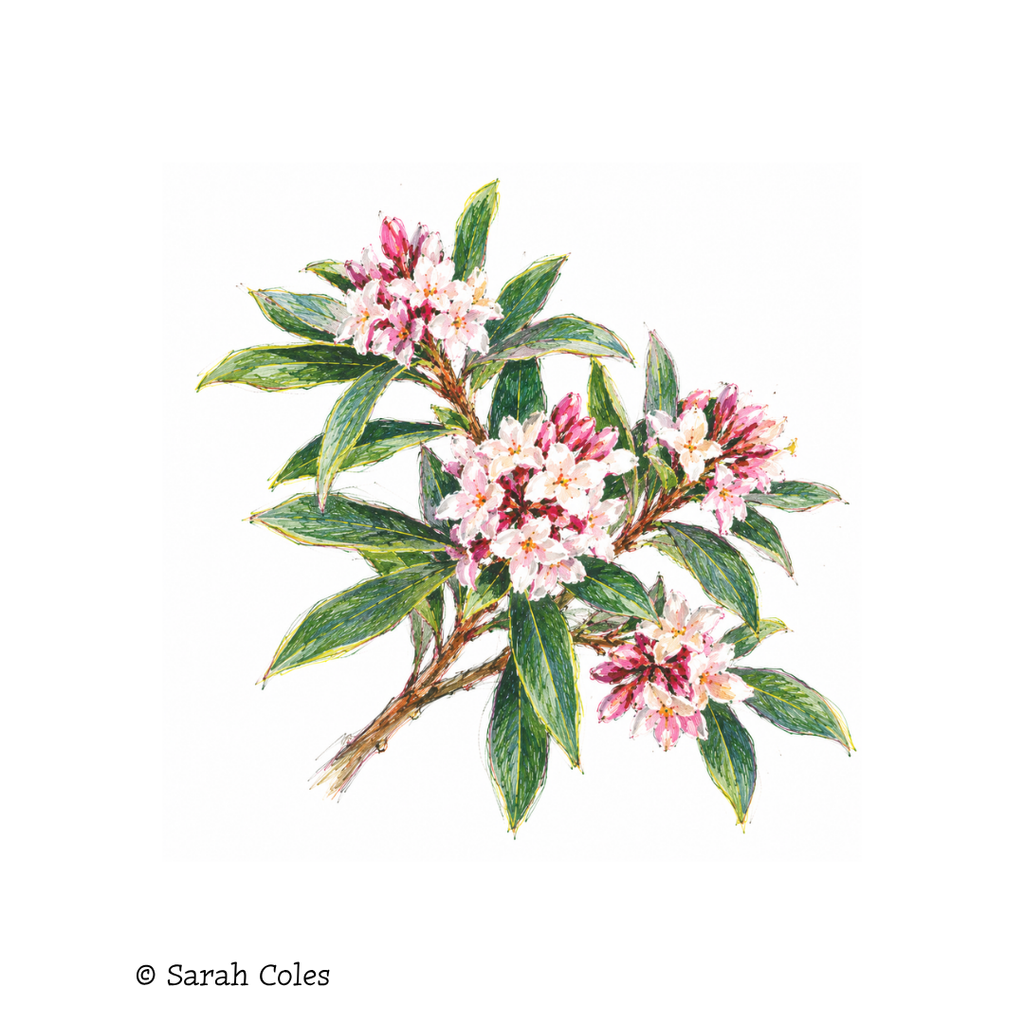 Daphne bholua 'Jacqueline Postill' – Himalayan Daphne. Colourful Sketch.