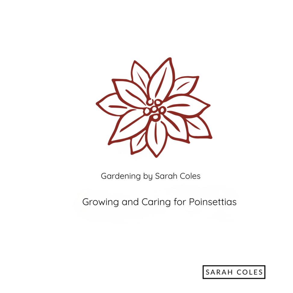 Outline of poinsettia. Gardening by Sarah Coles.