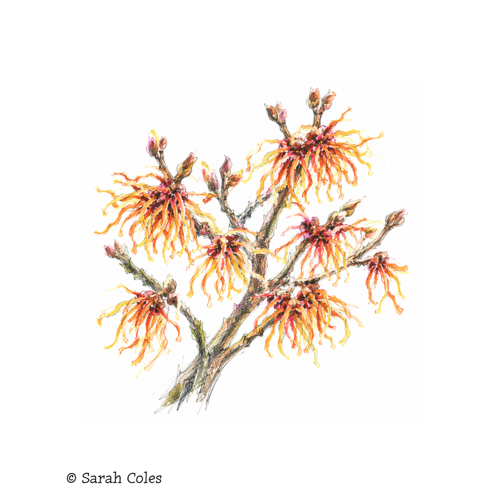 Hamamelis × intermedia 'Jelena' – Witch Hazel. Colourful Sketch.