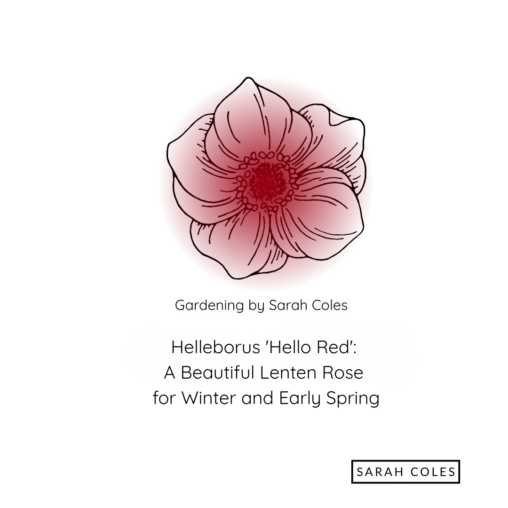 Helleborus 'Hello Red': A Beautiful Lenten Rose for Winter and Early Spring