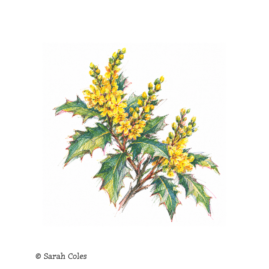 Mahonia × media 'Charity' – Winter-Flowering Mahonia. Colourful Sketch