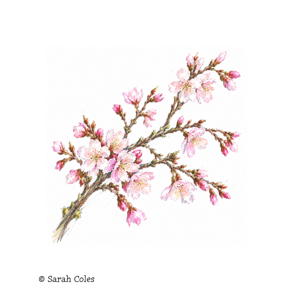 Prunus × subhirtella 'Autumnalis' – Autumn-Flowering Cherry. Colourful Sketch