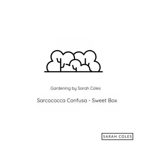 Sarcococca Confusa - Sweet Box.
