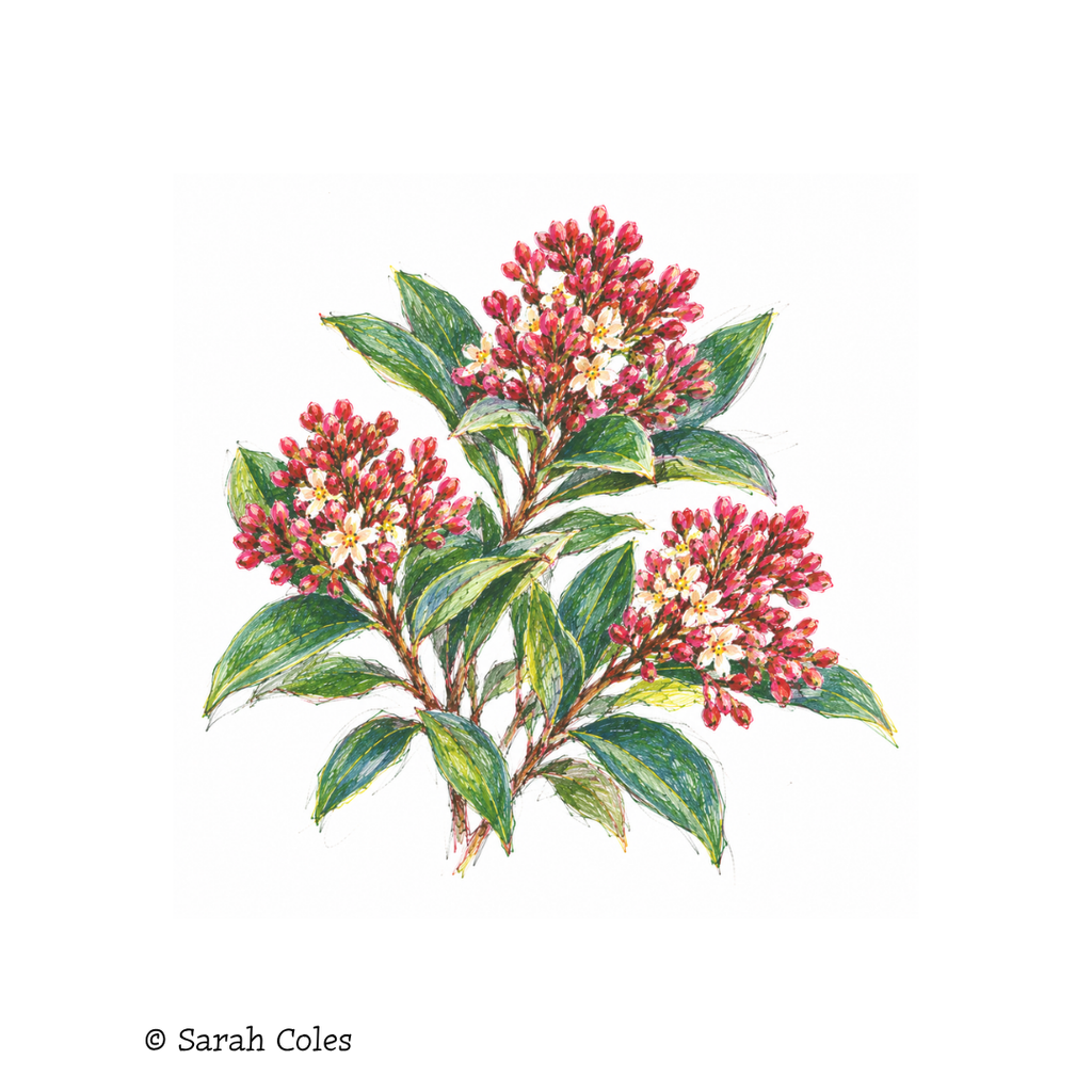 Skimmia japonica 'Rubella' – Japanese Skimmia. Colourful Sketch