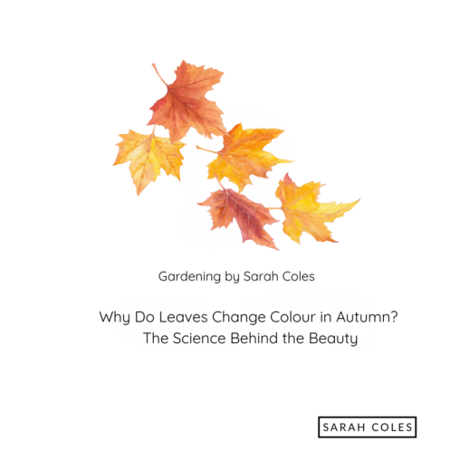 Why Do Leaves Change Colour in Autumn? The Science Behind the Beauty. image: colourful leaves. gardeningbysarahcoles.co.uk