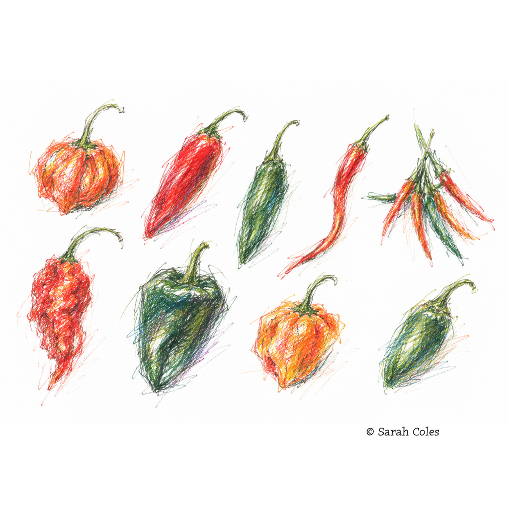 Colouring pencil sketch of Chillies.
© Sarah Coles