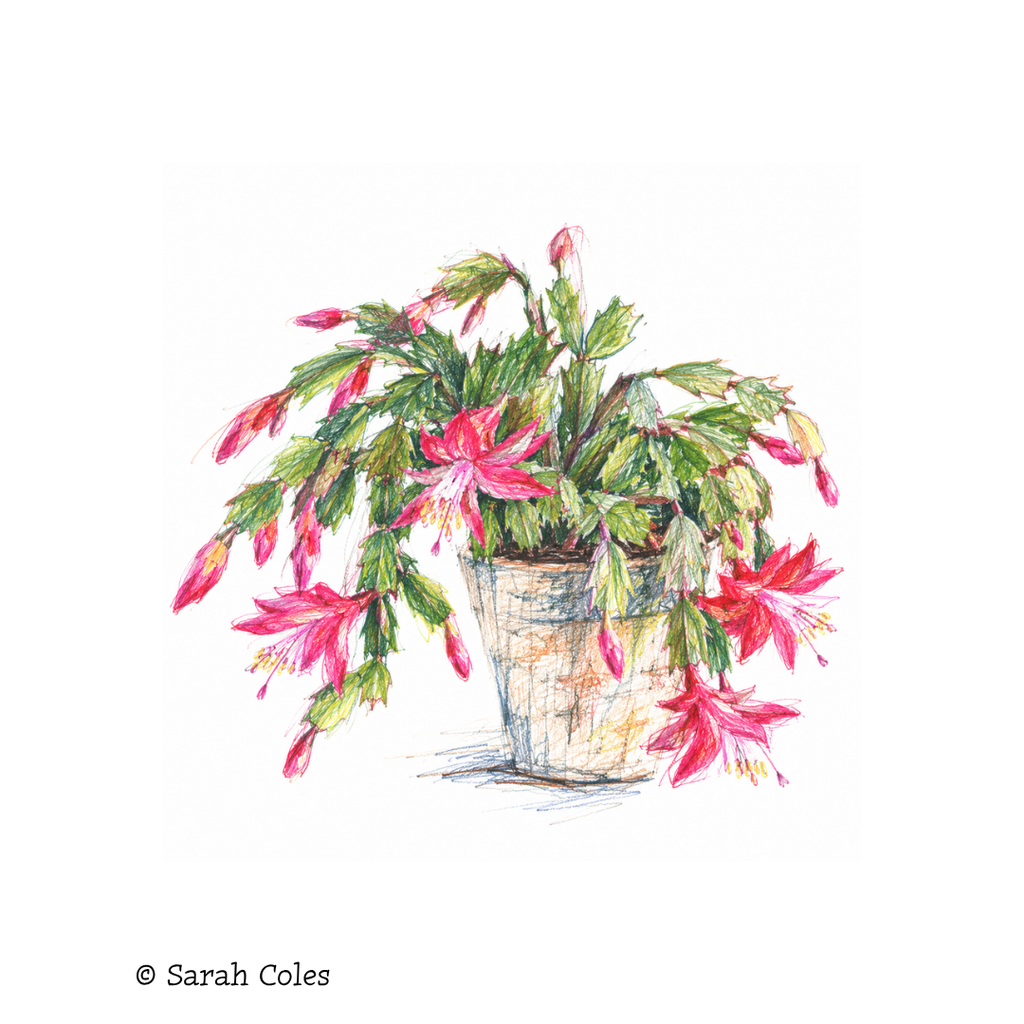 Christmas Cactus.  Colouring Pencil Sketch. © Sarah Coles