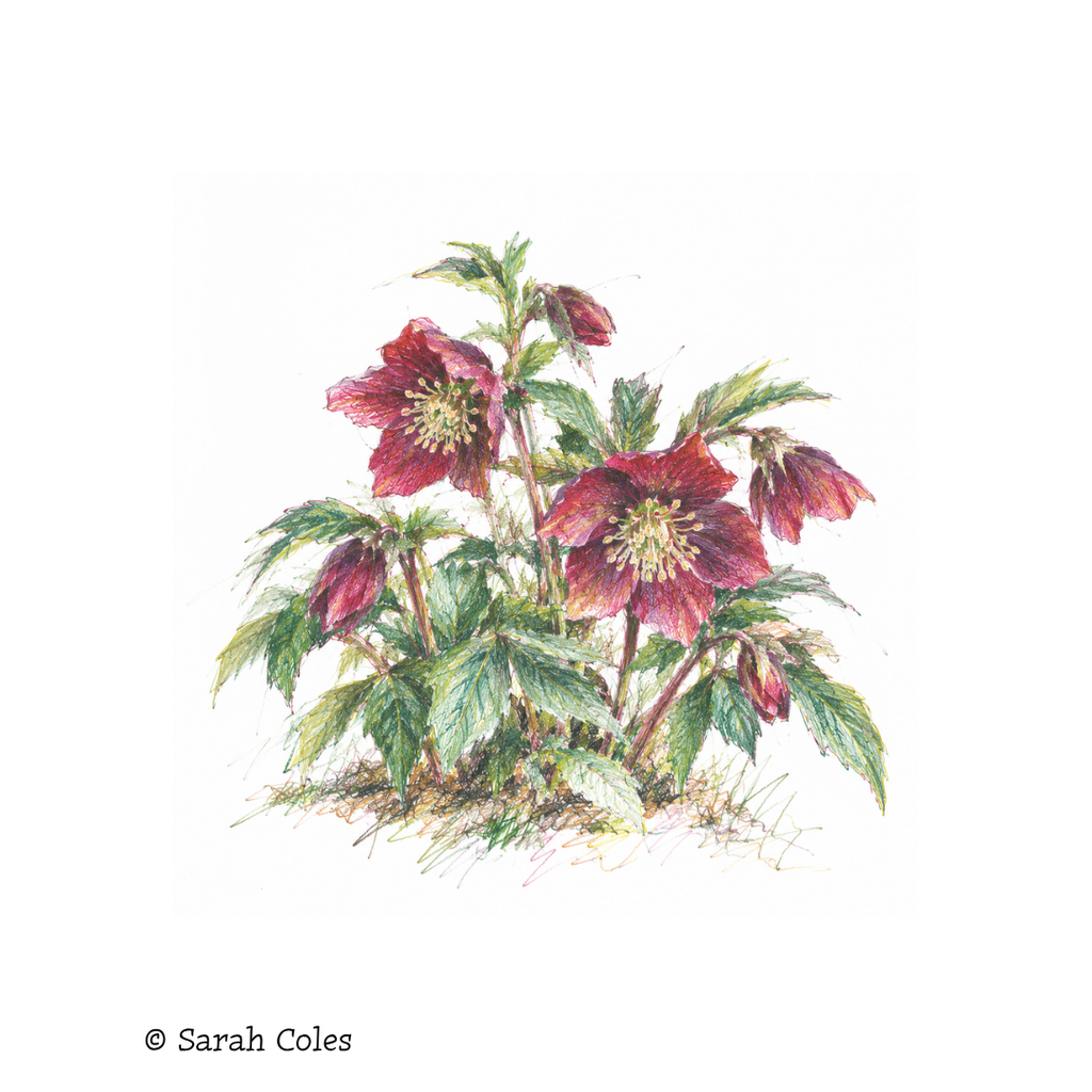 Helleborus × hybridus 'Hello Red'.
© Sarah Coles