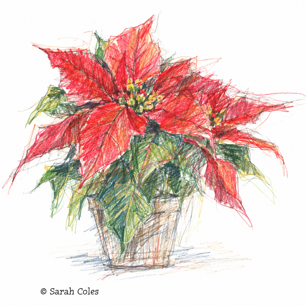 Colourful sketch of Poinsettia.© Sarah Coles
