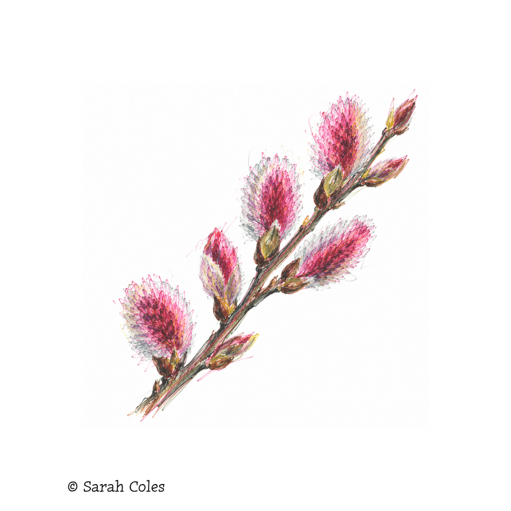 Salix 'Mount Aso' - Pussy Willow
© Sarah Coles