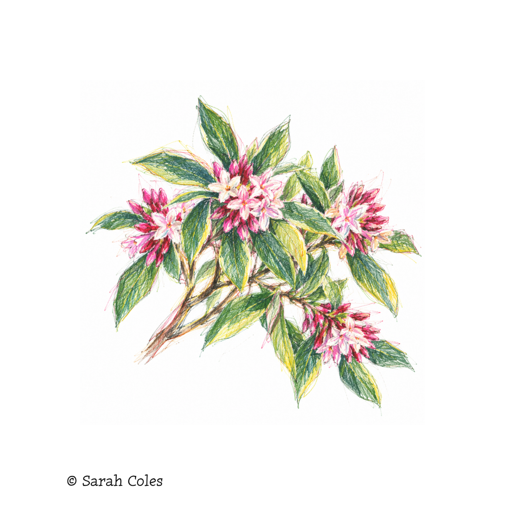 Winter Daphne. Daphne odora.
Colourful Sketch.
© Sarah Coles