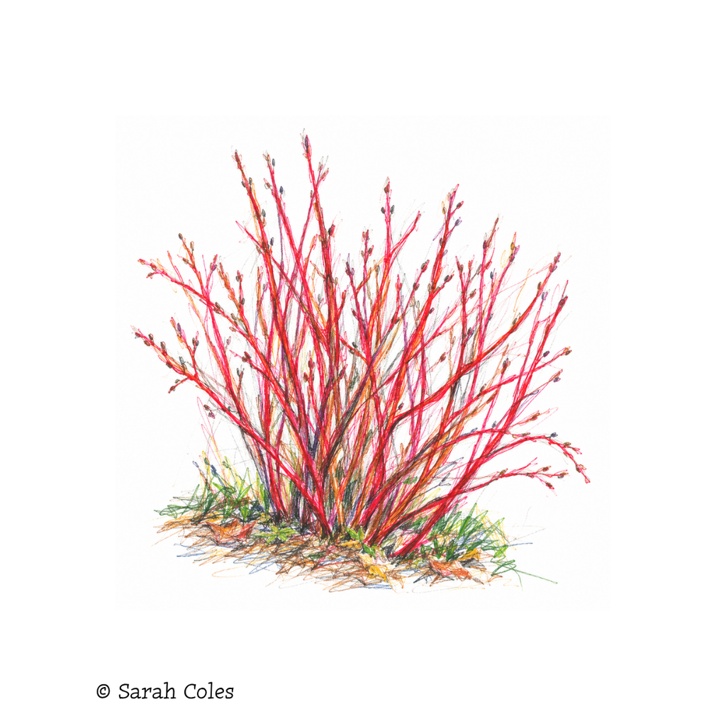 Cornus alba 'Sibirica' – Siberian Dogwood. Colour Sketch