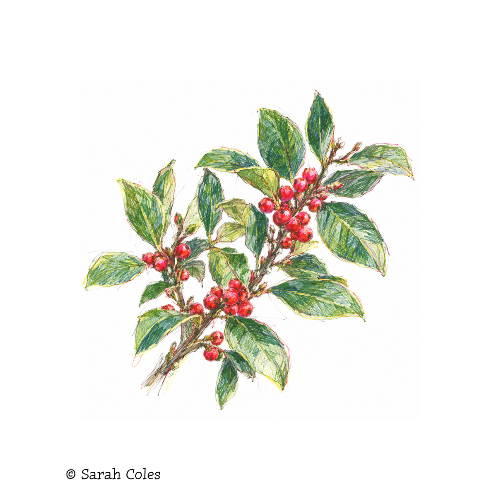 Ilex aquifolium 'J.C. van Tol'.. Colour sketch