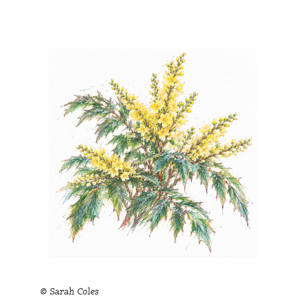 Mahonia 'Winter Sun' Colourful Sketch. © Sarah Coles