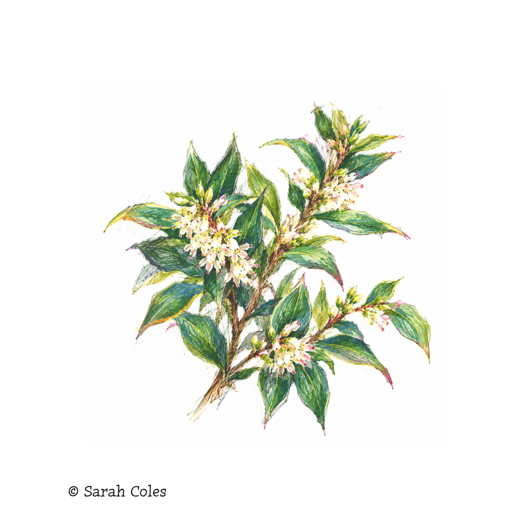 Sarcococca confusa – Sweet Box. Colourful Sketch.