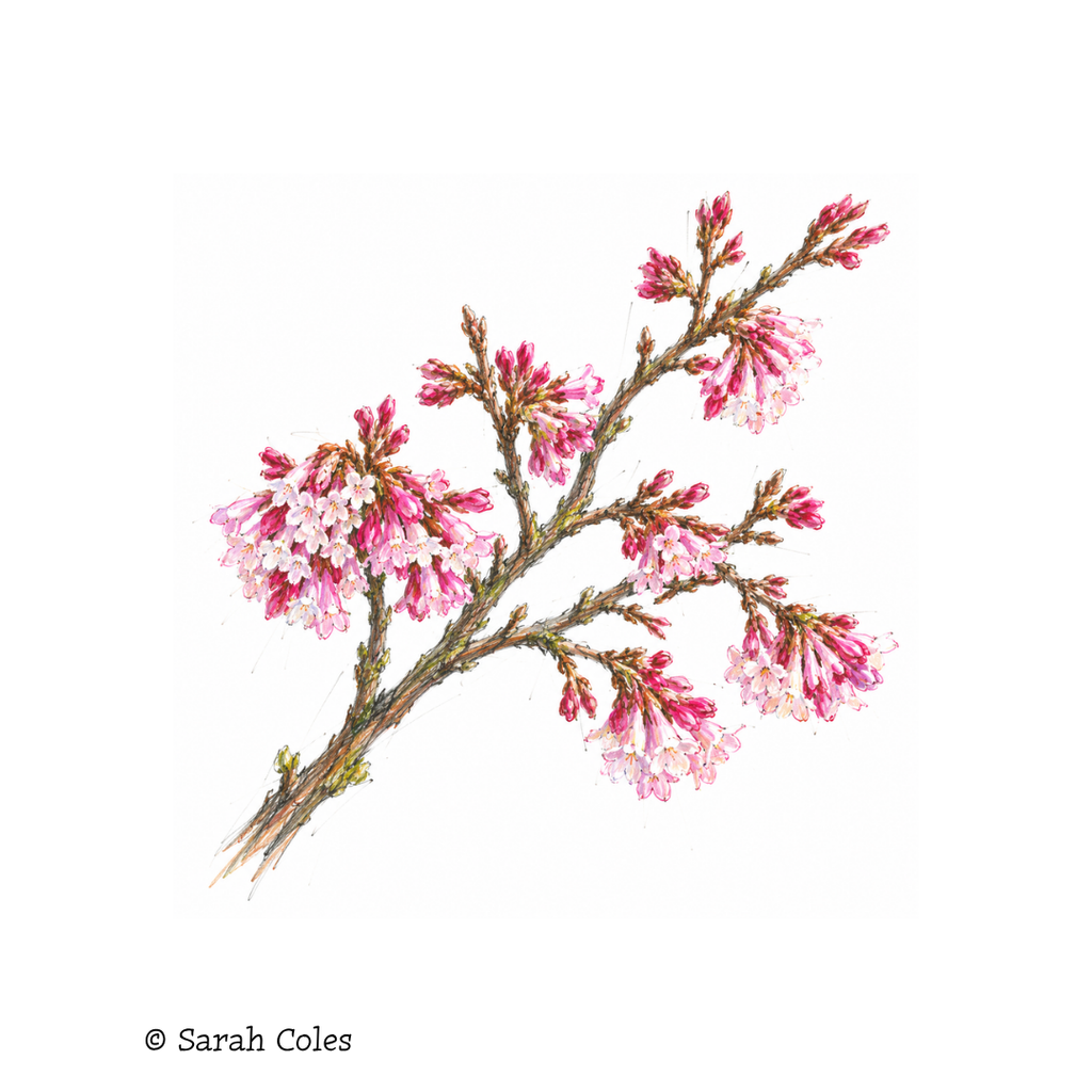 Viburnum × bodnantense 'Dawn'. Colouring Pencil Sketch.